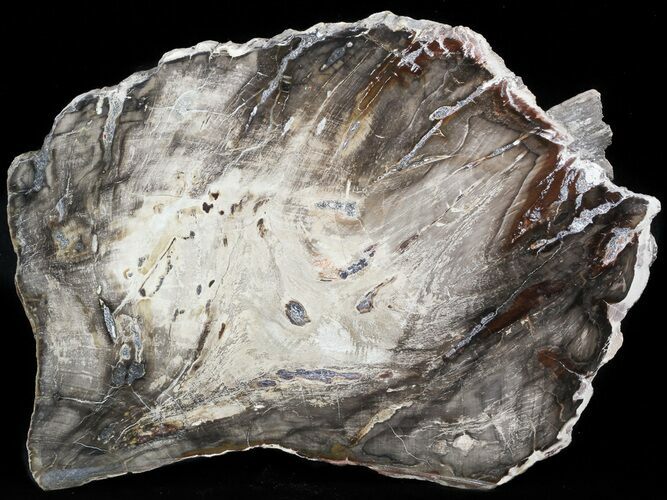 Triassic Aged Petrified Wood (Araucaria) From Madagascar - #47419